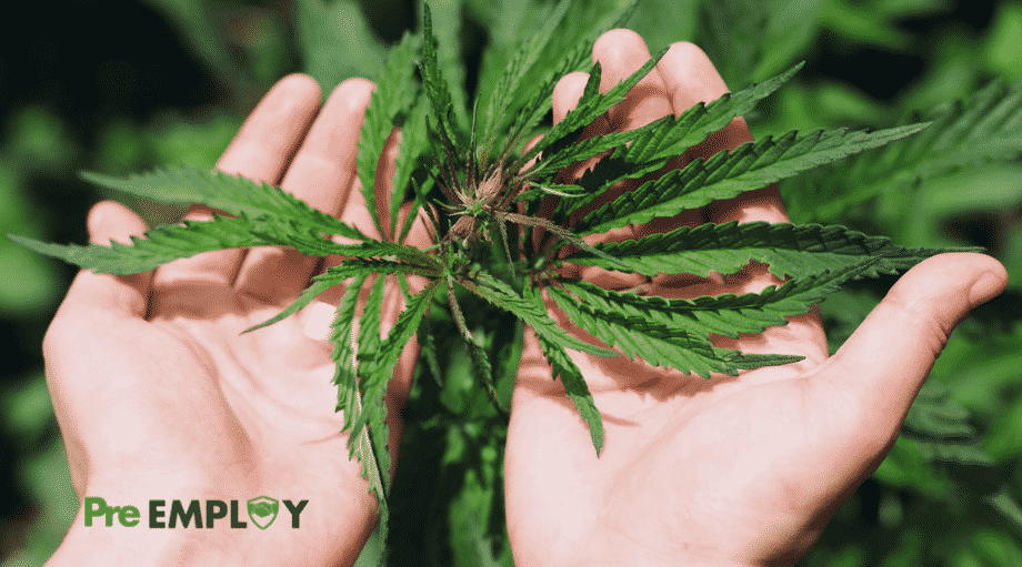 Featured New York DOL Releases New Guidance for Employers on Recreational Marijuana